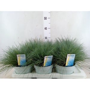 Festuca glauca 'Intens Blue'