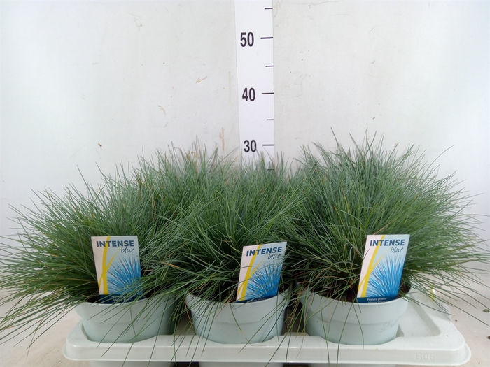 <h4>Festuca glauca 'Intens Blue'</h4>