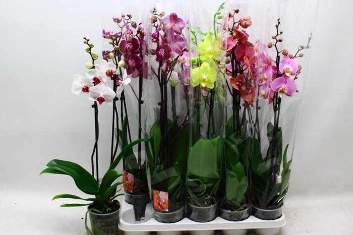 <h4>PHAL GEM 6 KL</h4>