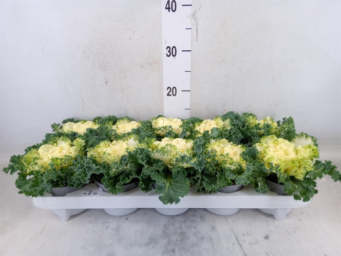 <h4>Brassica oler.  ...curled</h4>