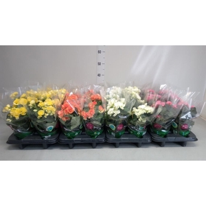 Begonia elat. DU   ...