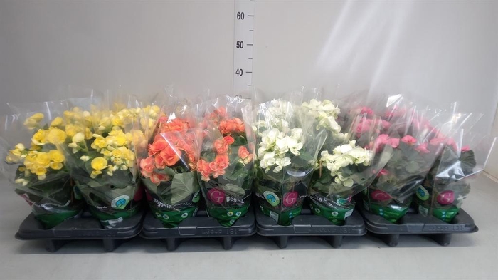 <h4>Begonia elat. DU ...</h4>