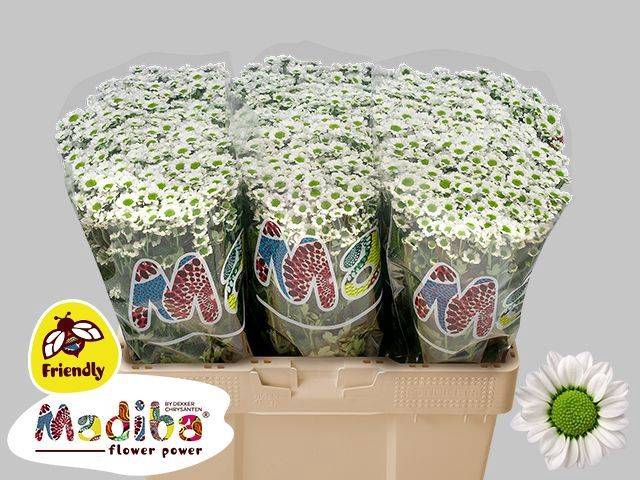 <h4>Chr San Madiba Lindi White Monnikenwaaard</h4>