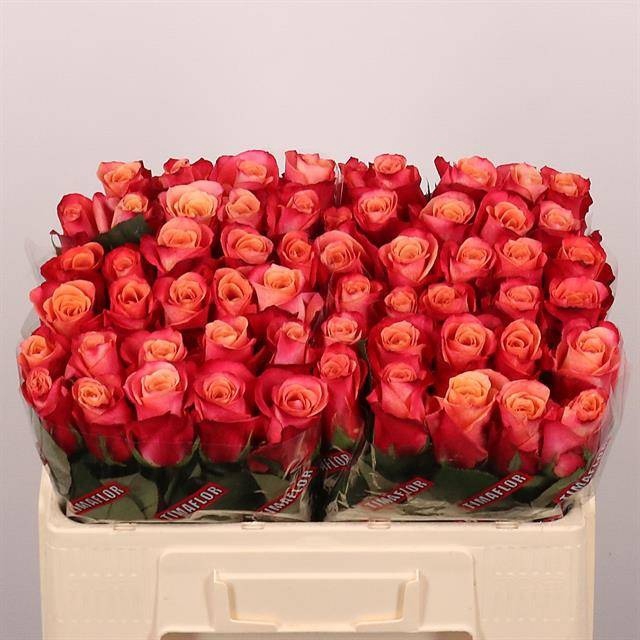 <h4>R GR HELENE</h4>