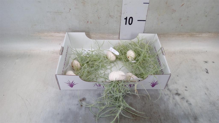 <h4>Arr.  Tillandsia L%</h4>