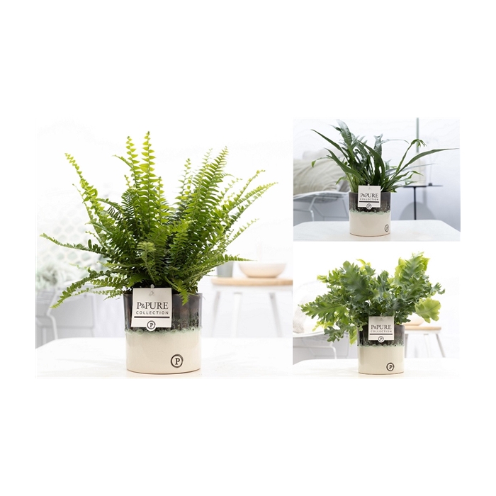 <h4>Varens gemengd in P&PURE Illusion cer. (perfectly imperfectable)</h4>