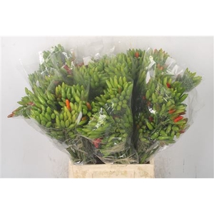 Pepers Paprika Green Per Bunch
