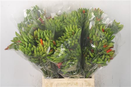 <h4>Pepers Paprika Green Per Bunch</h4>