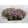 Chamelaucium Dancing Queen