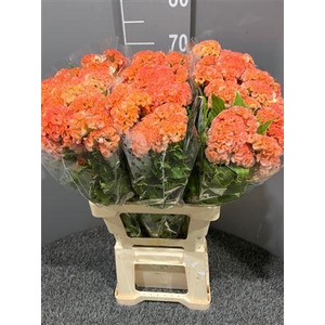 Celosia Act Ziva