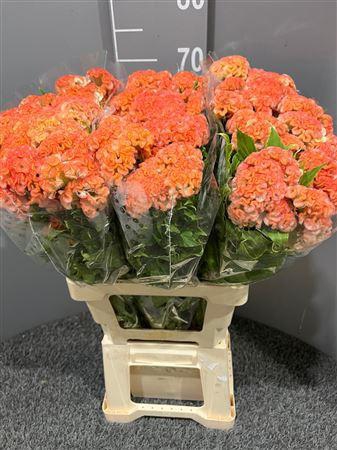 <h4>Celosia Act Ziva</h4>