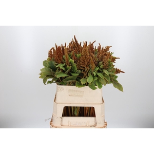 Amaranthus Hot Biscuit