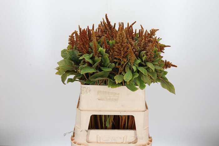 <h4>Amaranthus Hot Biscuit</h4>