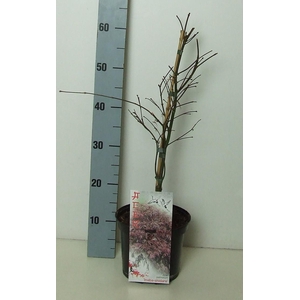 Acer palmatum 'Inaba-shidare' P19 Full CC