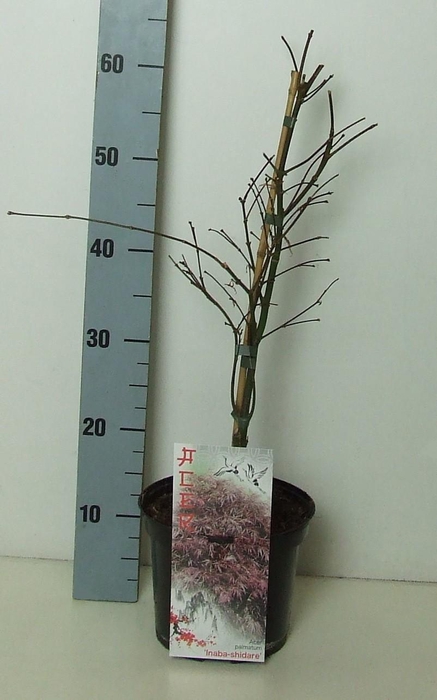 <h4>Acer palmatum 'Inaba-shidare' P19 Full CC</h4>