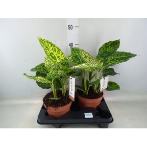 Dieffenbachia  'Reflector'