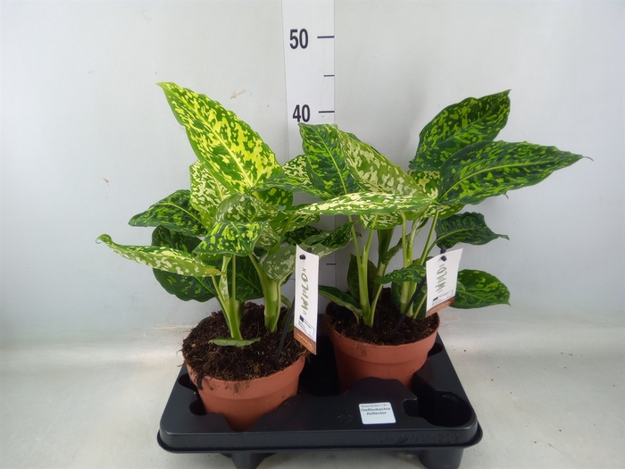 <h4>Dieffenbachia  'Reflector'</h4>