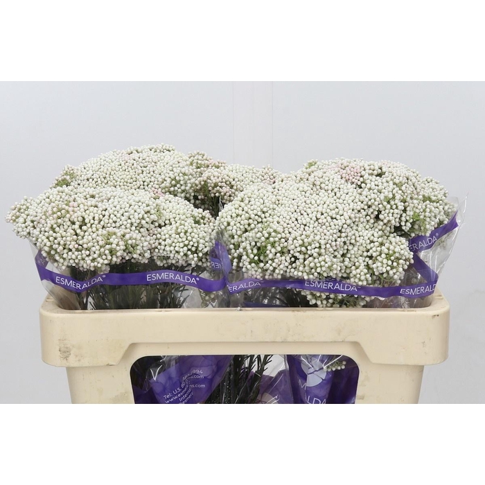 <h4>OZOTH COOKS SNOW WHI</h4>