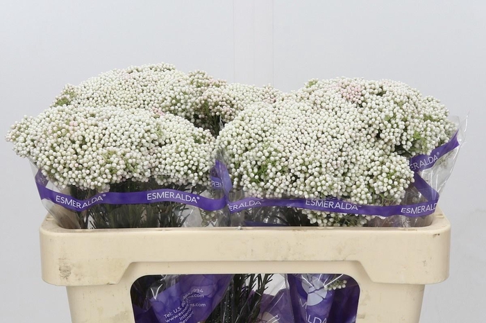 OZOTH COOKS SNOW WHI