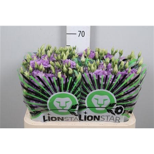 Eus G Corelli Lavender