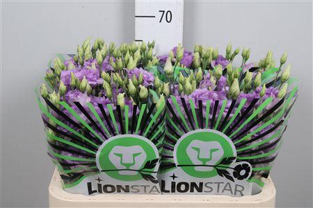 <h4>Eus G Corelli Lavender</h4>