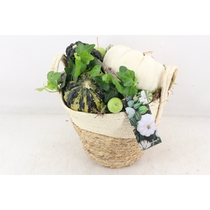 arr4 Sierfruit MB - Mand duo colour x2