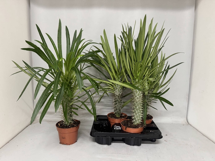 <h4>PACHYPOD LAMEREI</h4>