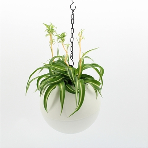 Globee Indoor Chlorophytum 113