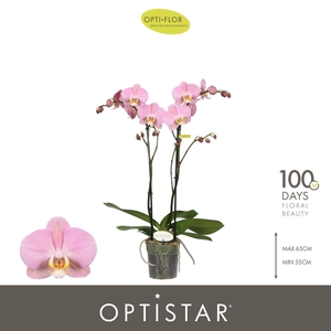 Optistar Padova 2 spike
