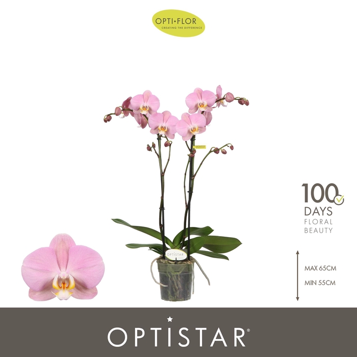 <h4>Optistar Padova 2 spike</h4>