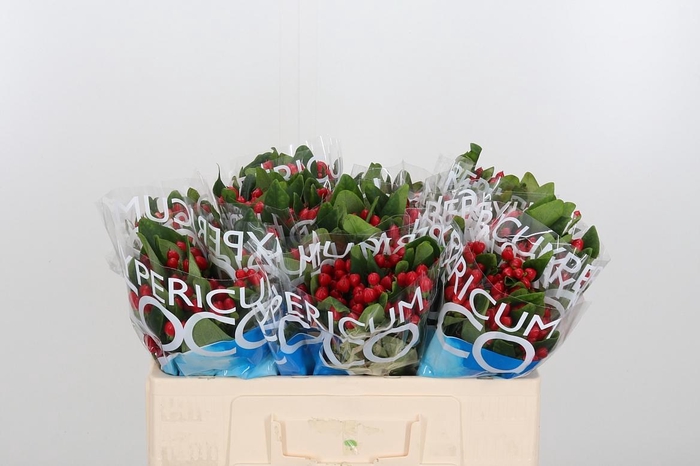 <h4>Hyp Coco Diablo</h4>