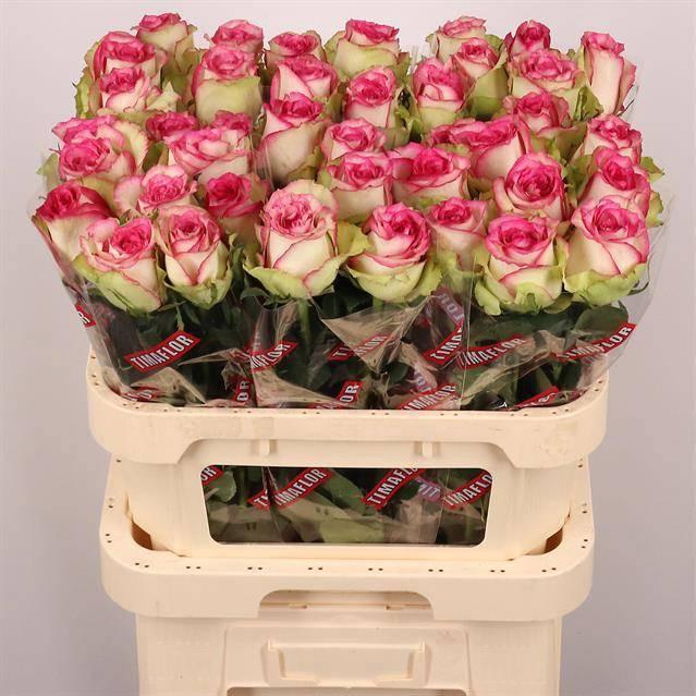 <h4>R GR MONIQUE</h4>