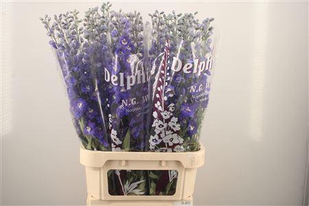 <h4>Delph El Dewi Blue Star</h4>