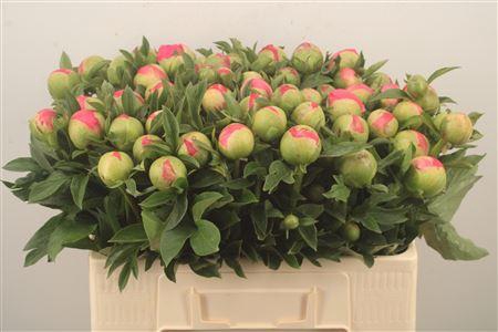 <h4>Paeo L Coral Sunset</h4>