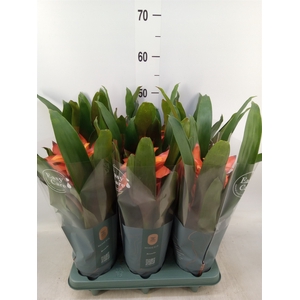 Guzmania  'Fiero Orange'