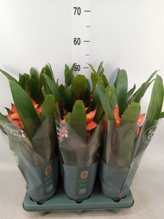 <h4>Guzmania  'Fiero Orange'</h4>