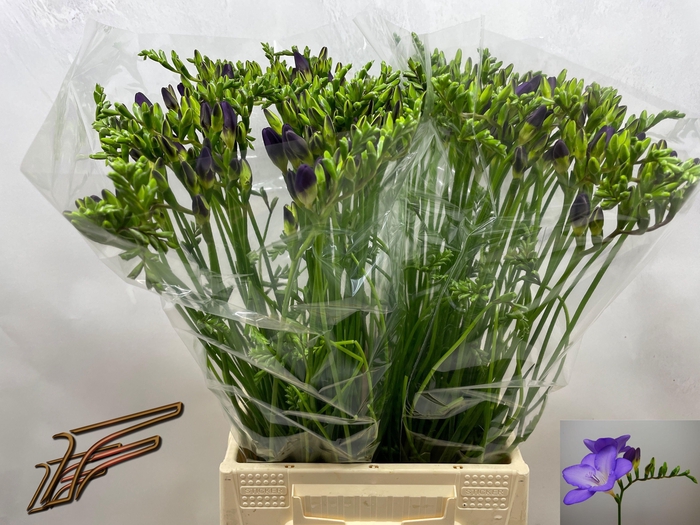 <h4>FR EN MERCURIUS</h4>