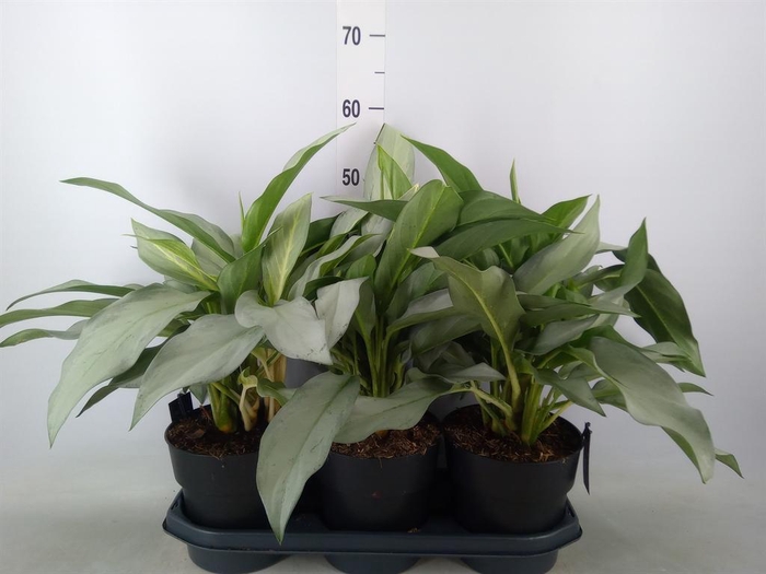 <h4>Aglaonema ...</h4>
