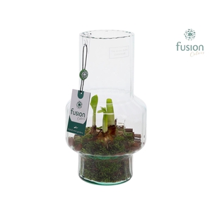 Green BottleMia Medium met Narcis