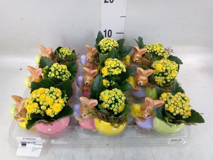 <h4>Arr. Pasen L%</h4>