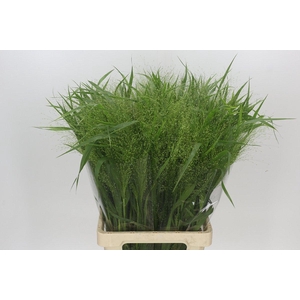 Panicum Fountain