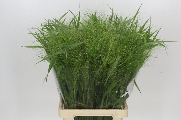 <h4>Panicum Fountain</h4>