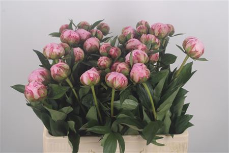 <h4>Paeonia Sarah Bernhard Pink X35</h4>