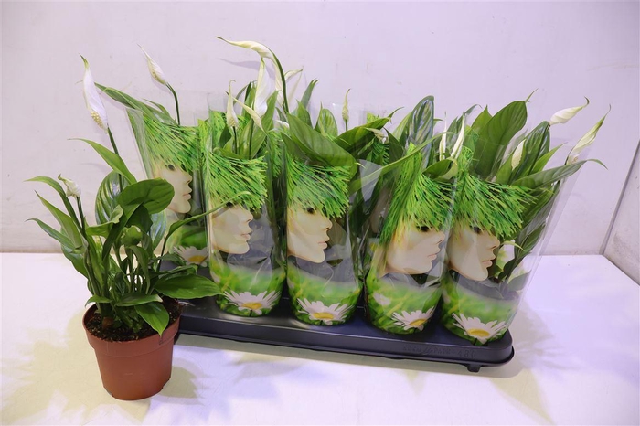 <h4>Spath Alana</h4>