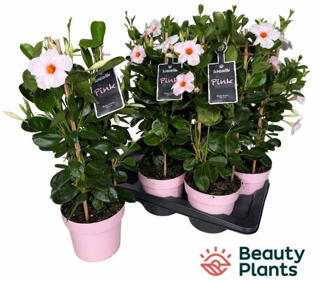 <h4>MANDE SUN CR PINK</h4>