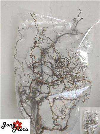 <h4>Corylus Av Contorta 80cm X10</h4>
