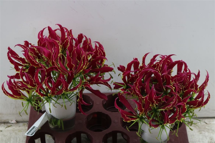 <h4>Gloriosa Rothschildiana</h4>