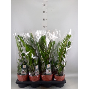 Zamioculcas zamiifolia