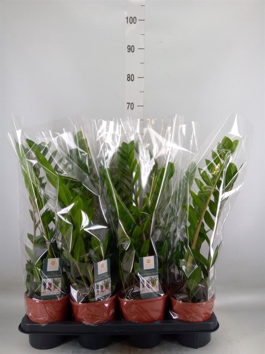 <h4>Zamioculcas zamiifolia</h4>