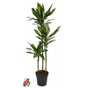 Dracaena Cintho